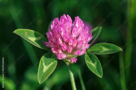 trebol bet|trifolium pratense.